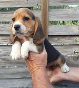 Chiots beagle lof