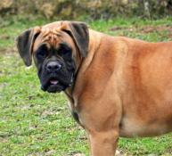 Magnifiques chiots d'apparence boxer