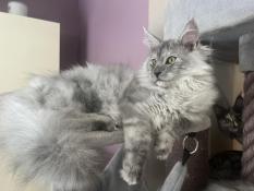 Chatons maine coon loof  rserver