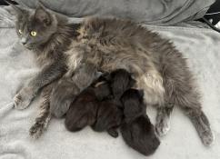 Chatons maine coon loof