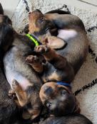 Adorable chiots teckels standard poil dur lof