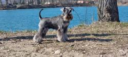 Chiots schnauzer nain poivre&sel