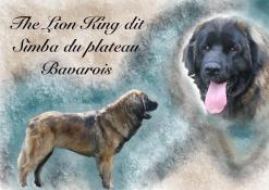 Chiot leonberg a rserver