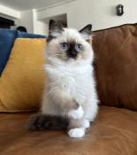 Chatons ragdoll loof