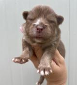 Superbes chiots apparence pomsky f2