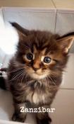 Maine coon