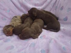 Superbe chiots teckels nains poils longs (apparence)