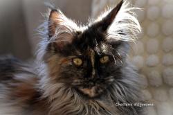 Disponible chaton maine coon loof xxl