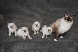 Chatons ragdoll loof