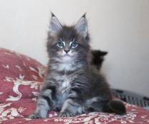 Chatons maine coon loof disponibles