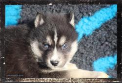 En bourgogne , chiots husky  rserver