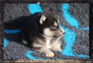 Chiot mle husky siberien