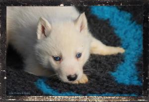 Chiot mle husky siberien