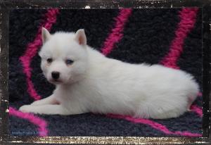 Chiot femelle husky siberien