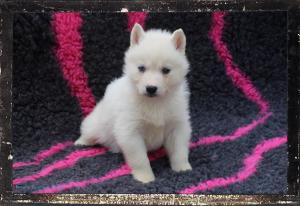 Chiot femelle husky siberien