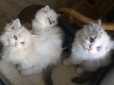 Chatons ragdolls en attente de familles pour la vie !