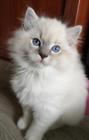 Chaton mle ragdoll