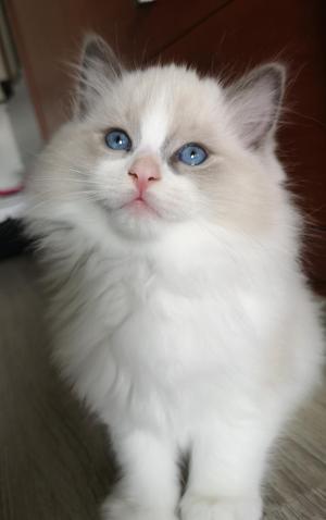 Chaton mle ragdoll