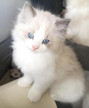 Chaton mle ragdoll