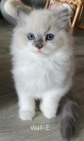 Chaton mle ragdoll