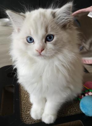 Chaton femelle ragdoll