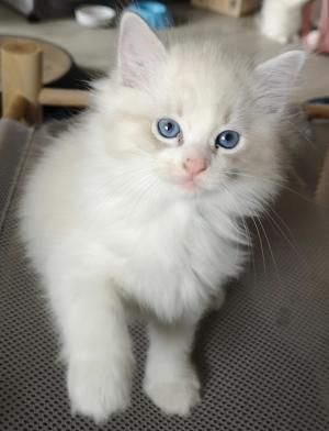 Chaton femelle ragdoll