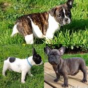 Magnifiques chiots bouledogue francais  lof