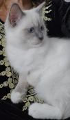 1 chaton mle ragdoll loof disponible de suite