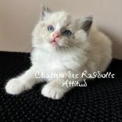 Chatons ragdoll disponible