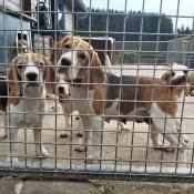 Chiots beagle lof - lemon et tricolores