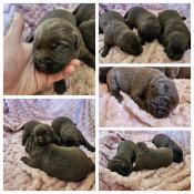 Magnifiques chiots labrador lof chocolat  - eleveur professionnel