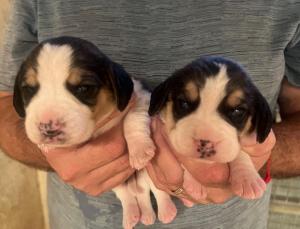 Chiot mle beagle