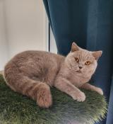 British shorthair lilas