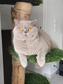 British shorthair lilas