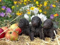 Chiots males caniches nains marrons