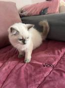 Magnifiques chatons ragdoll