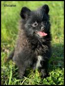 Disponible,viviane ,femelle apparence  spitz extra nain pom,