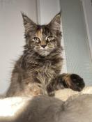 Chaton maine coon