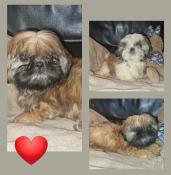 Apparence shih tzu femelles