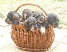 A vendre chiots teckels poil dur lof