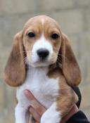 Magnifiques chiots beagle