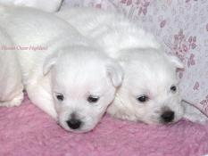 Chiots westie l.o.f, lignes multi champions de beaut.