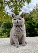 Chatons british shorthair