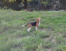 Beagle tricolore disponible