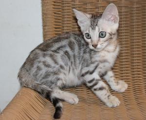 Chaton mle  apparence bengal