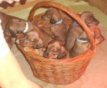 A vendre chiots teckels standard poil ras  lof