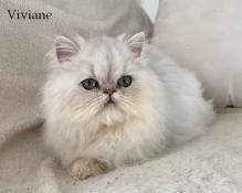 Chatons persan et exotic shorthair loof