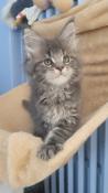 Superbes chatons maine-coon loof