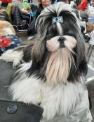 Trs joli shih-tzu lof disponible pour saillie