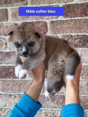 Chiot mle akita inu